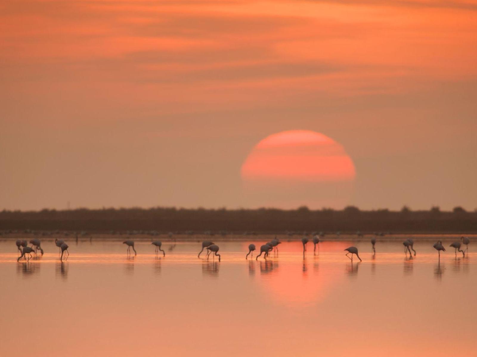 Mas De Melonet Delta Del Ebro Villa L'Aldea Bagian luar foto